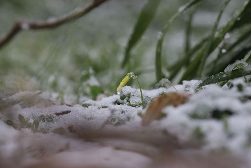 tuyết rơi trái mùa